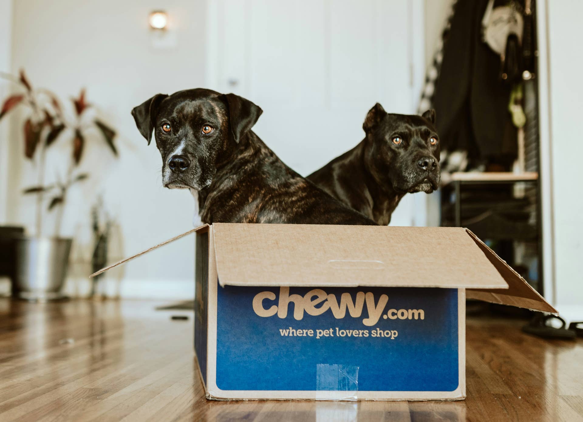 Chewy Sells a $40 Orthopedic Dog Bed That Supports the Spine - Men's ...
