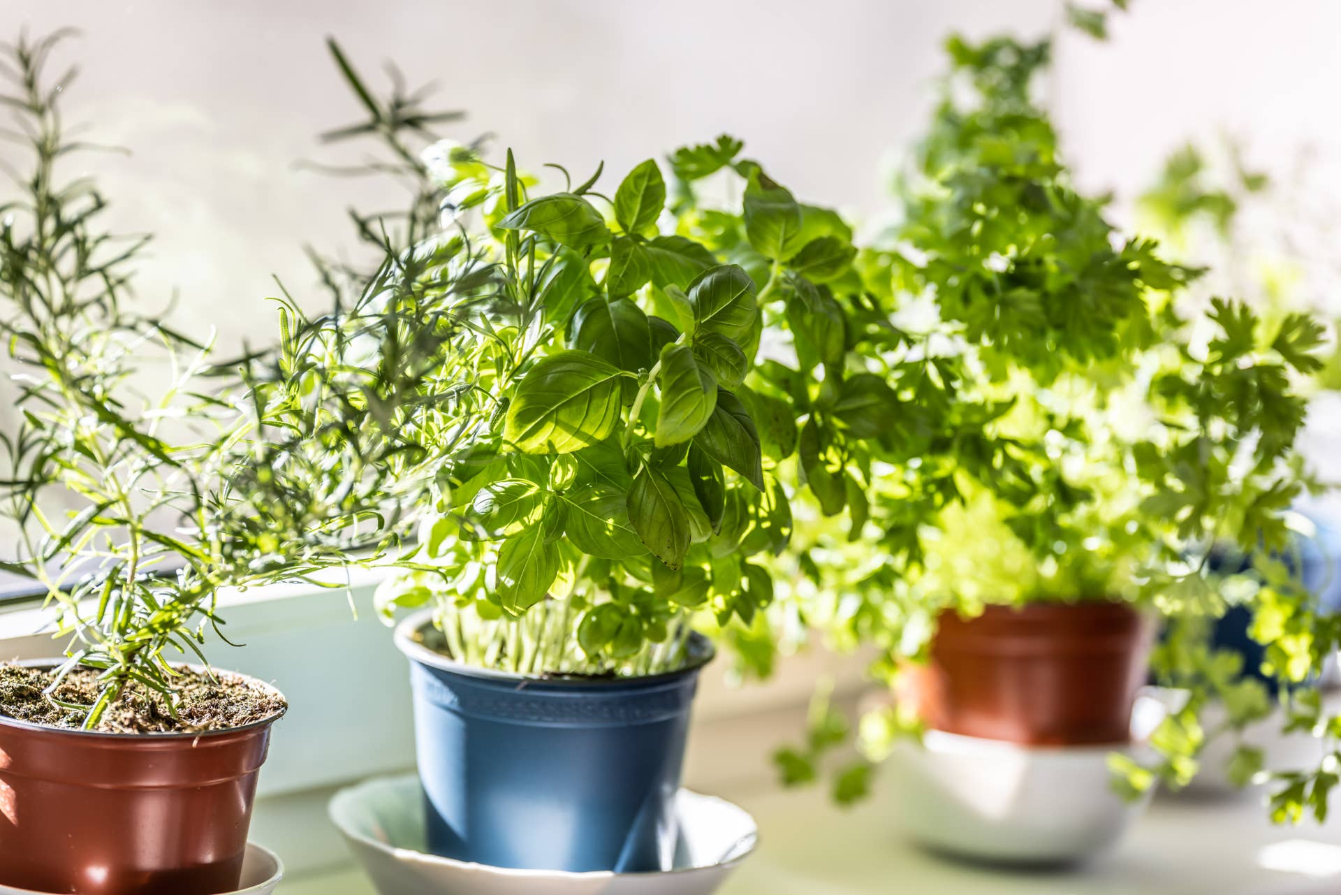 When to Bring Herbs Indoors for Winter - Men's Journal