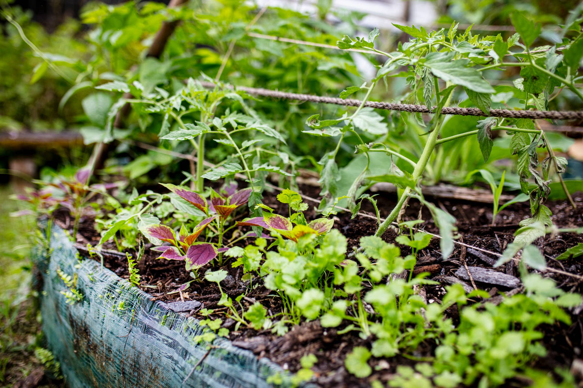 When to Bring Herbs Indoors for Winter - Men's Journal