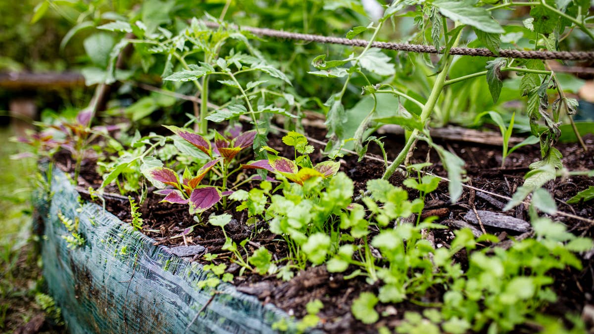 Don’t Let Your Herbs Die This Winter: These 7 Should Come Indoors Before the First Frost
