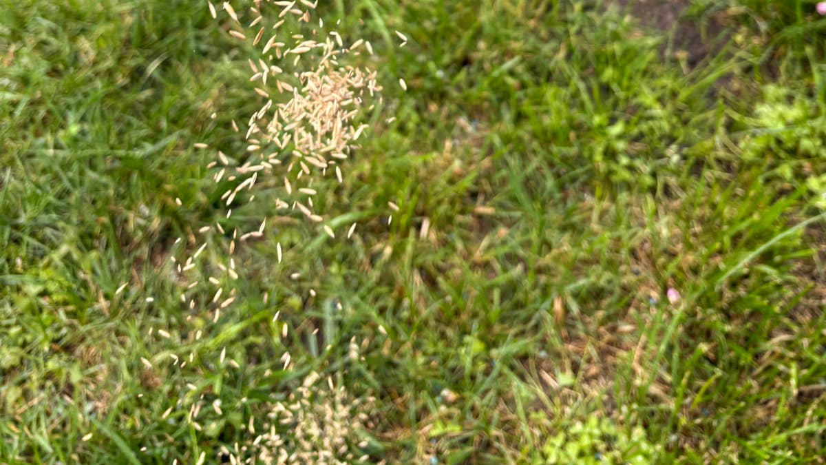 Want a Thicker, Greener Lawn Next Spring? Start With These 4 Fall Steps