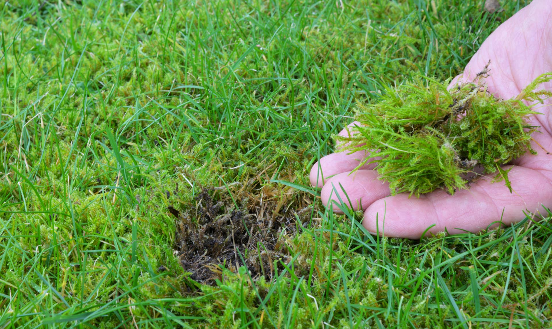 Raking Out Lawn Moss Won't Fix the Problem. Here's What Actually Works
