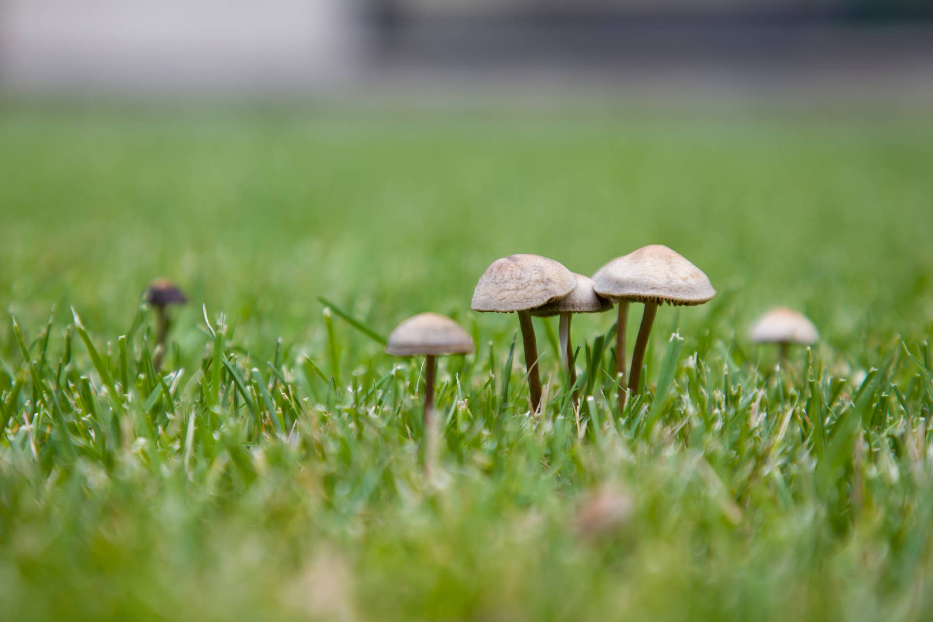 Want to Get Rid of Mushrooms in Your Lawn? Start With These 5 Simple Steps