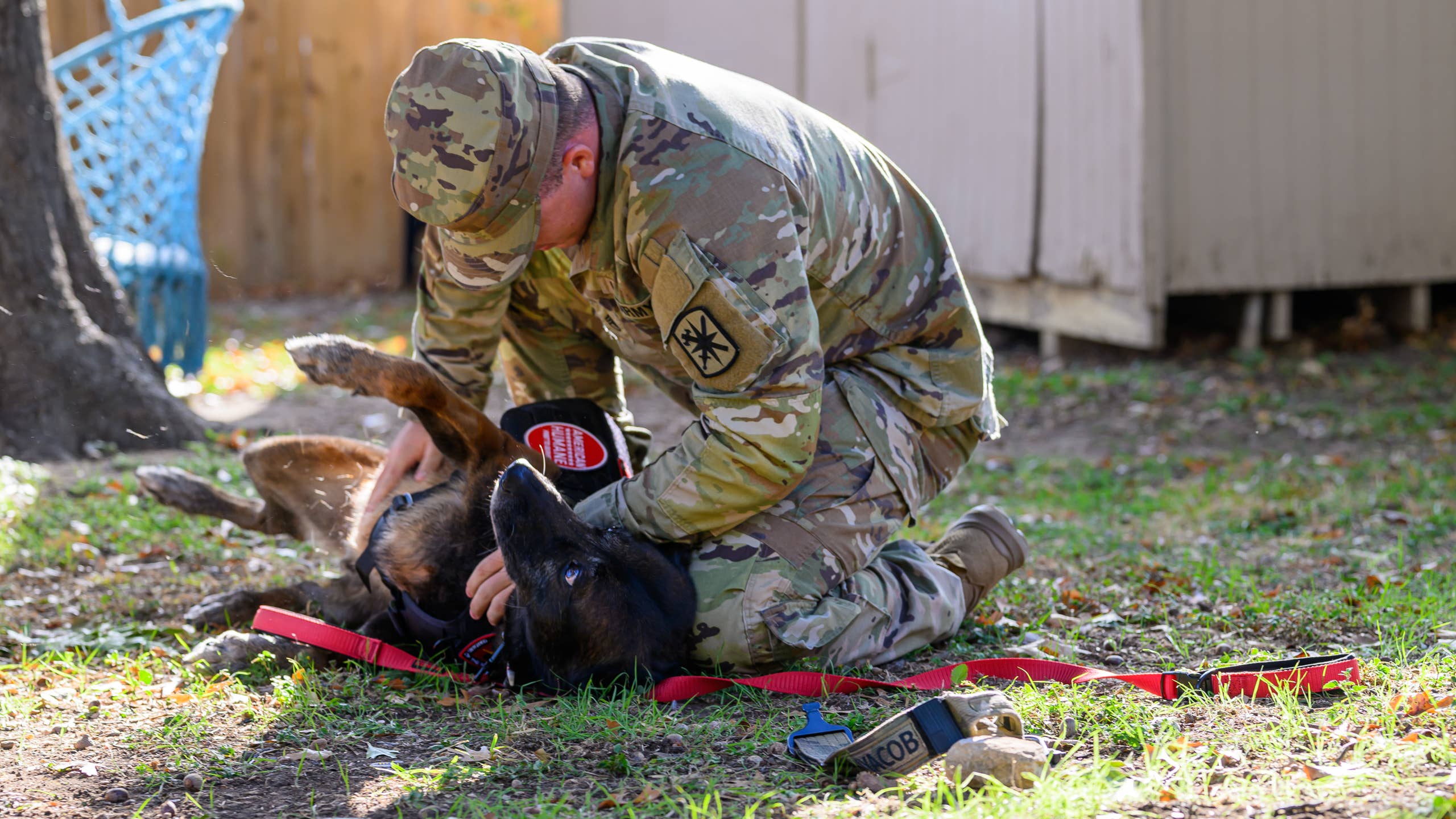 Warhound: ‘Dire Wolf’ Team Will Clone Top Working Dogs - Men's Journal