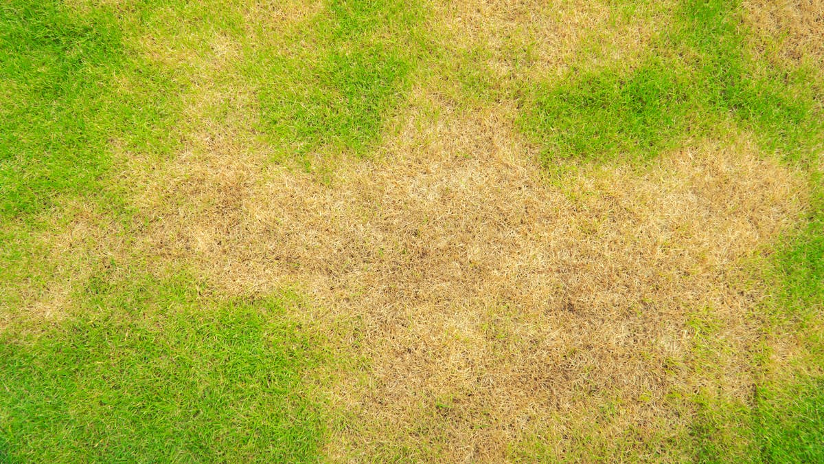 Your Yellowing Lawn Might Not Need More Water. Here's the Real Reason Your Grass Is Discolored