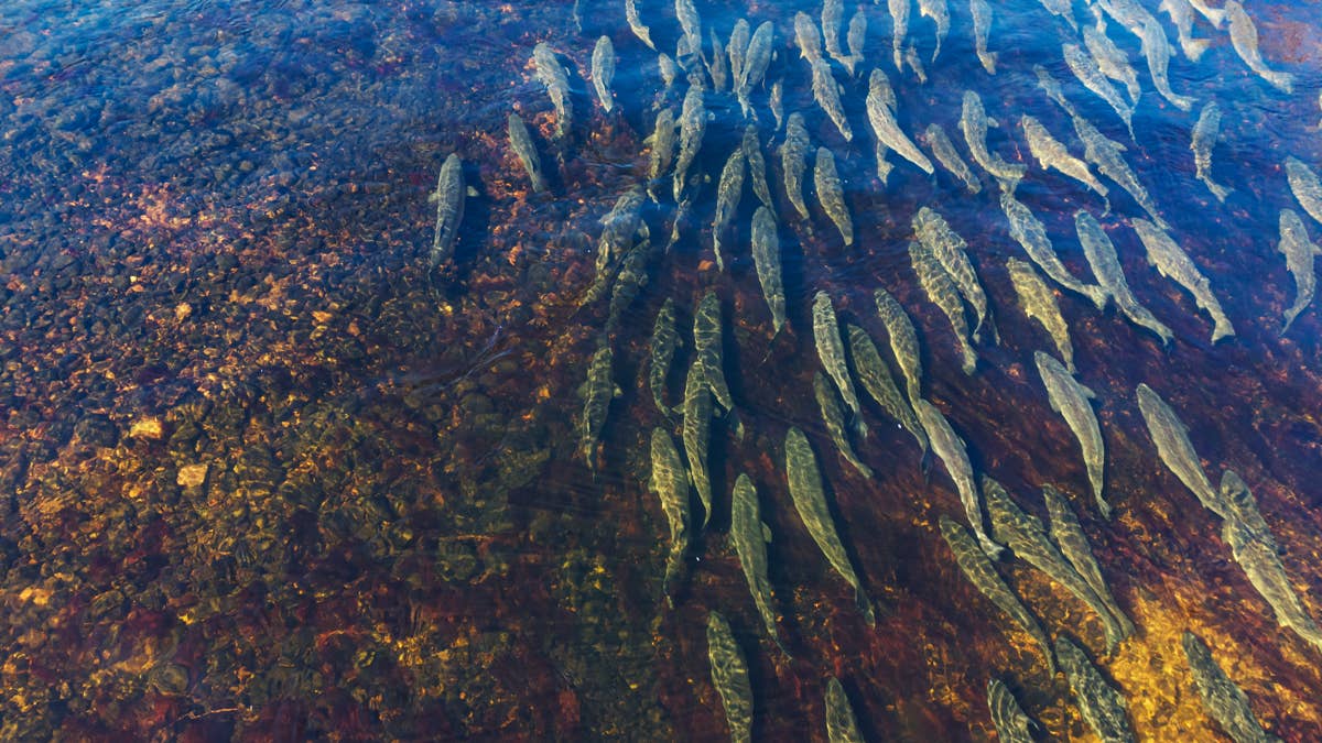 Striped Bass Are Still Being Caught, But Anglers Fear the Iconic Fishery Could Be Headed for Collapse