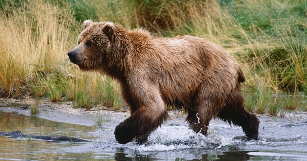 Grizzly Bear Charges At Guided Alaskan Tour in Harrowing Video