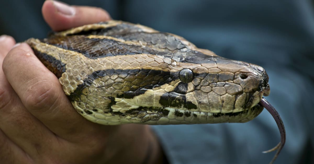 Python Hunters Capture the Largest Snake in Florida History - Men's Journal