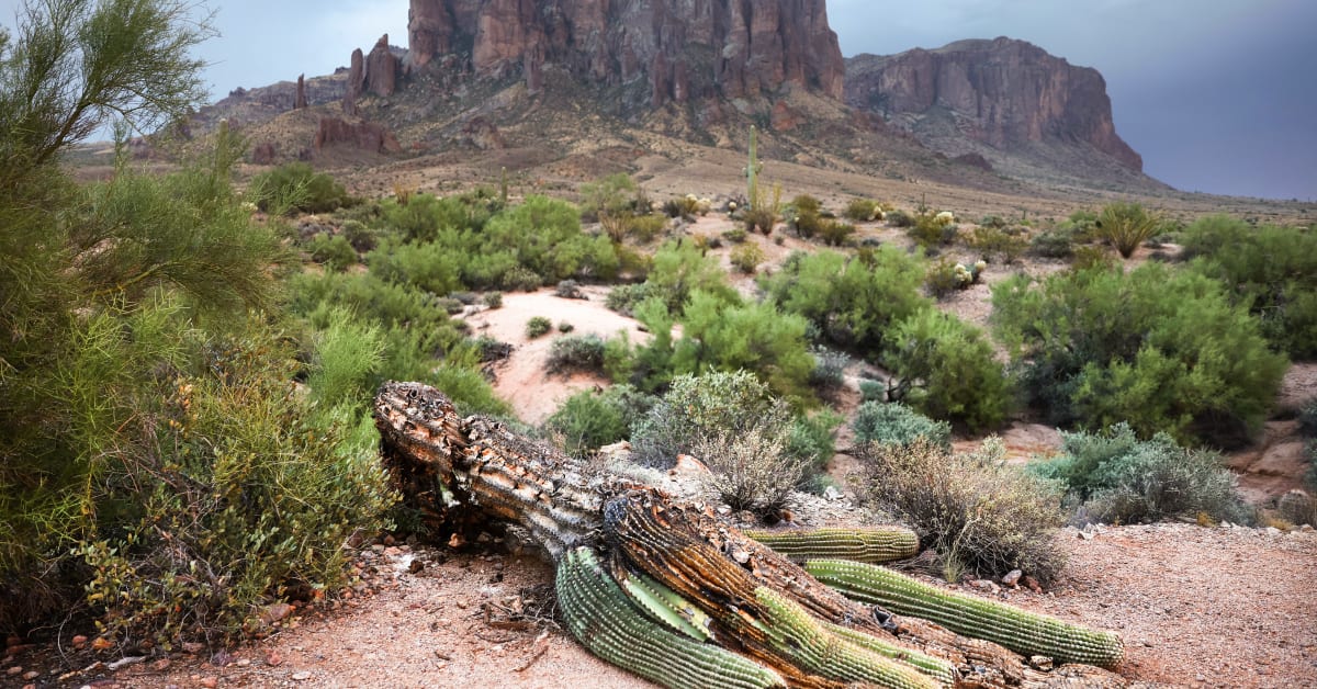 Arizona's Saguaro Cactuses Are Dying in State's Prolonged Heat Wave ...
