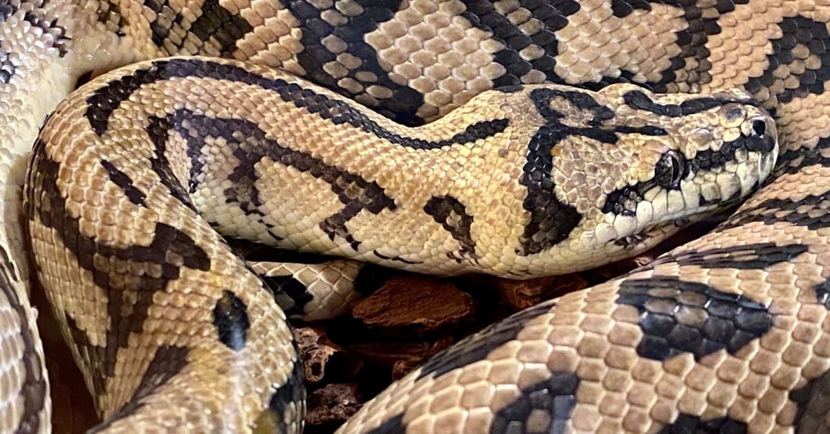 Python Farming Can Be a Sustainable Meat Source in the Future, Study ...