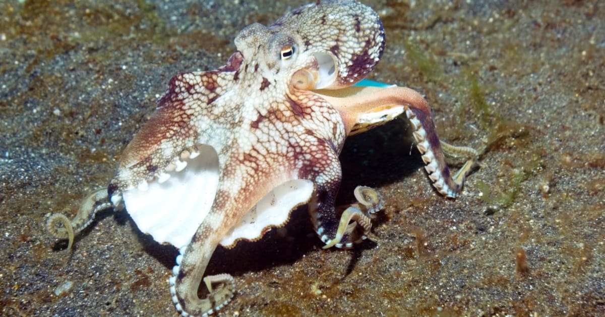 Octopus Hunt With Fish, Punch to Keep Them in Line, Video Shows Men's