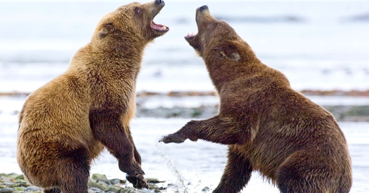 'Fat Bear Week' 2024 Postponed After Fatal Bear Fight Caught on