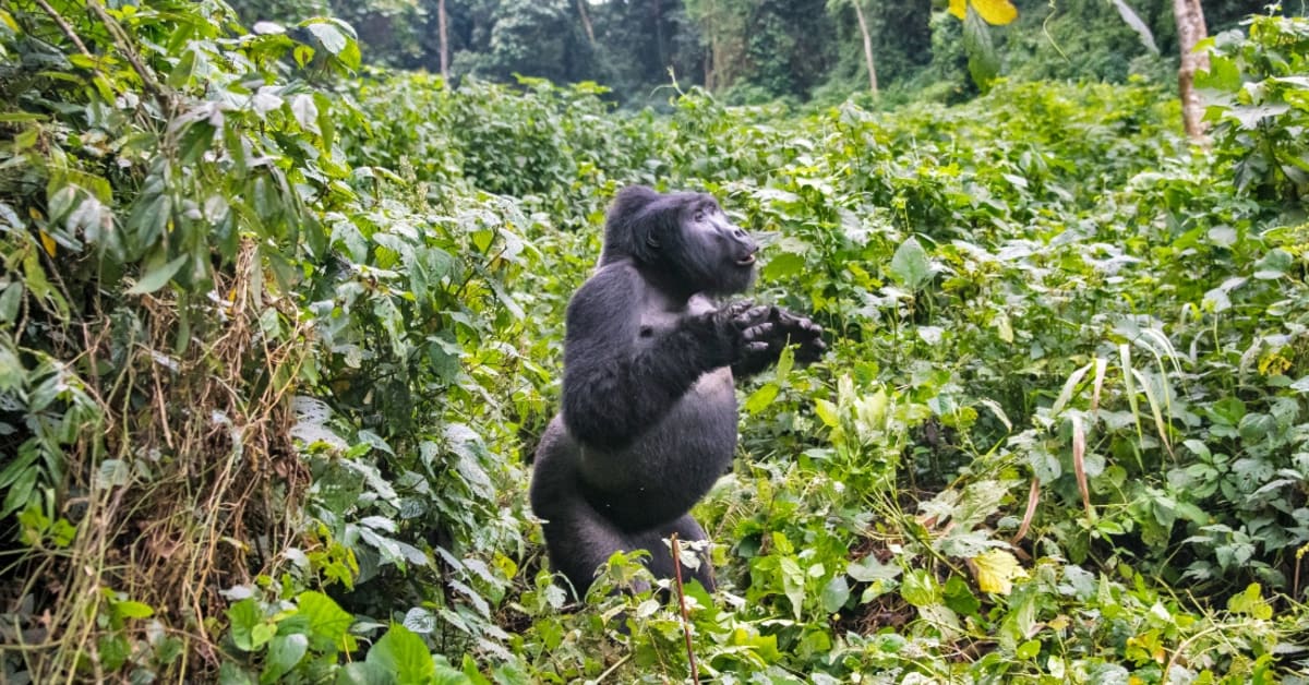 Amazing Video Shows What Gorilla Beating Chest Actually Sounds Like