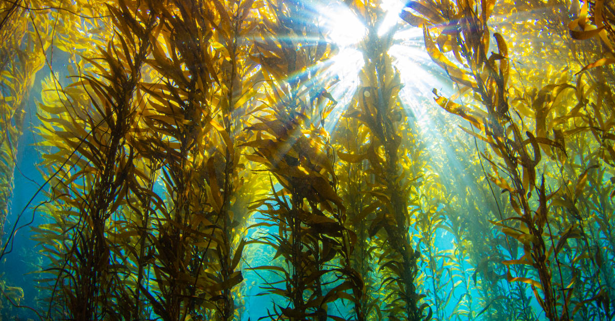 How Kelp Benefits Hunger, Climate Change, Future of Food Men's Journal