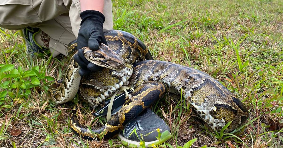 Florida Conservationist and Son Capture Record-Setting, 198-Pound ...