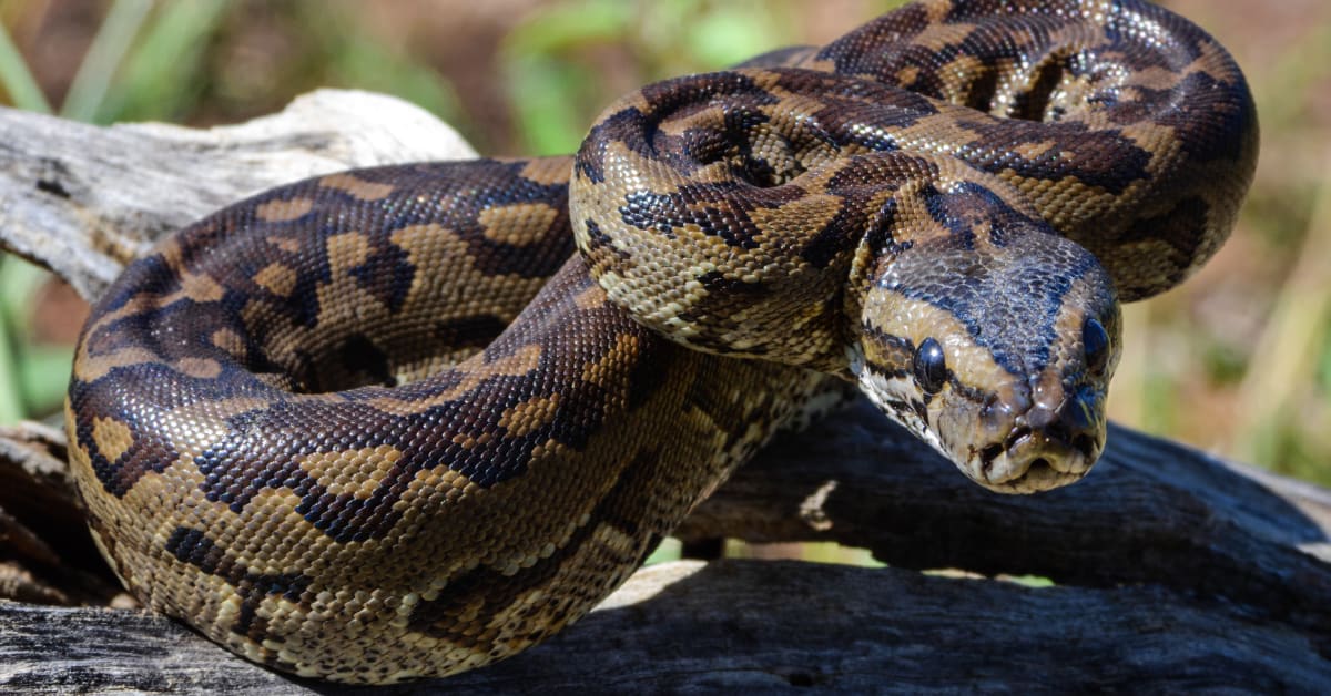 Video Shows Man Grabbing Massive Python to Keep It From Eating His Cats ...