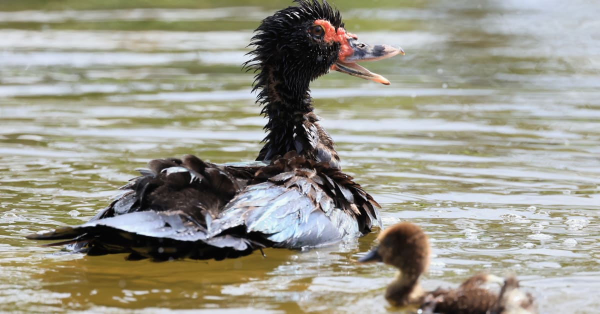 Aggressive Duck Terrorizing Elderly Neighborhood in Florida