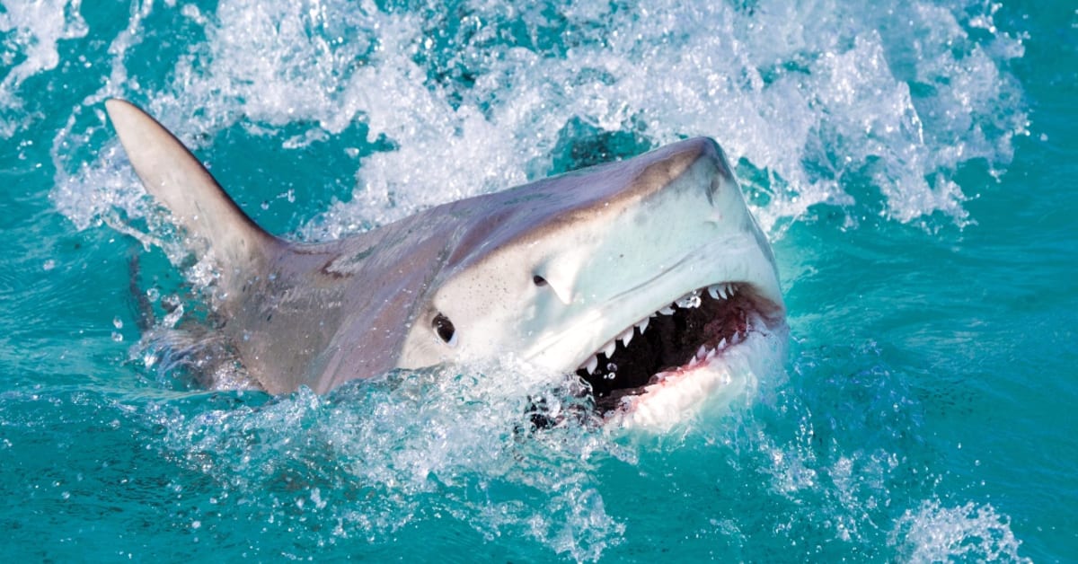 Tiger shark watch online