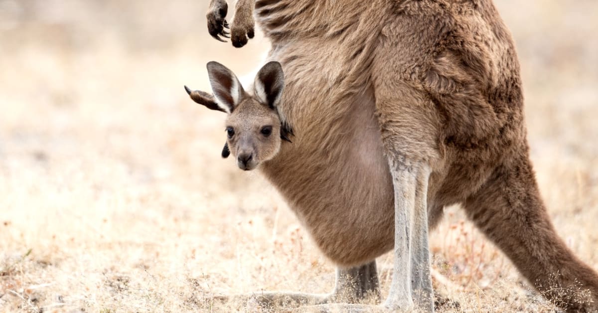 Kangaroo Pouch Video Goes Viral on TikTok With Gross Images