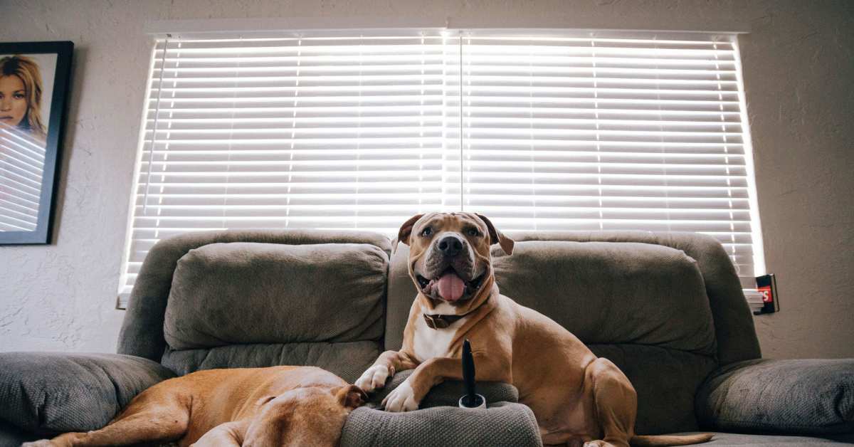Remove dog smell from couch 2025
