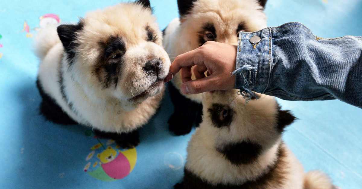 Panda chow chow puppies cheap