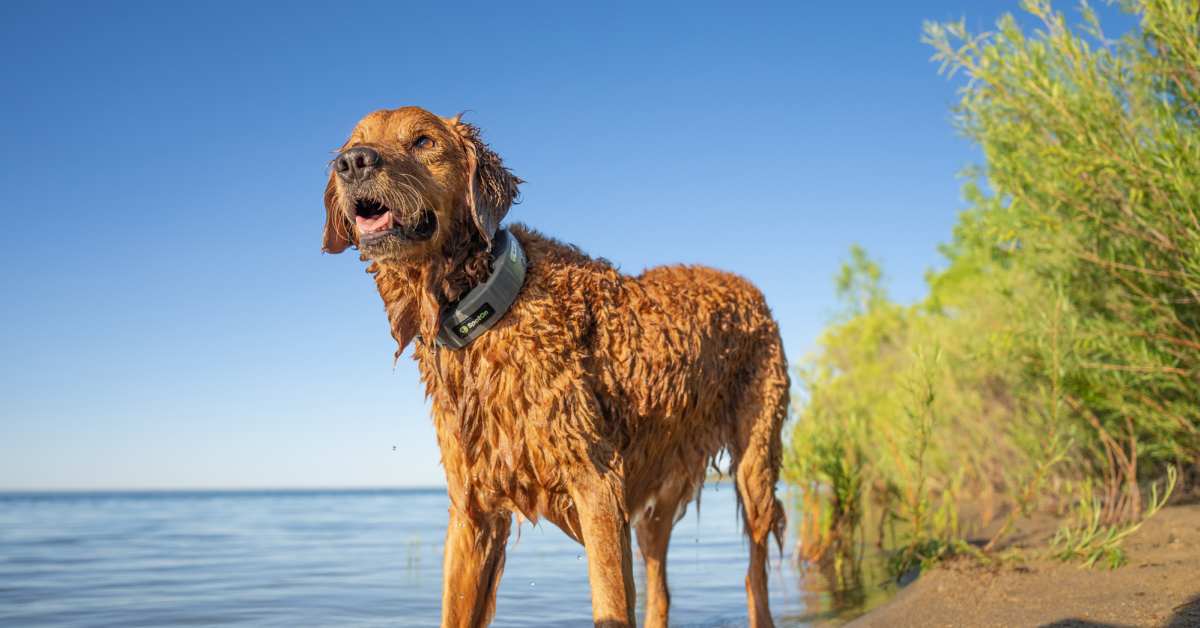 GPS Fencing for Dogs is the Invisible Fence We All Need Men s Journal Home Living Handbook