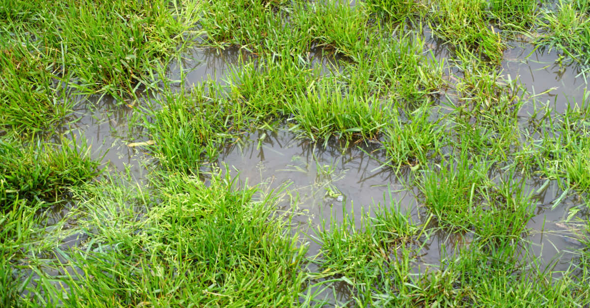 Don t Mow Your Lawn When It s Wet Here s Why Men s Journal Home Living Handbook