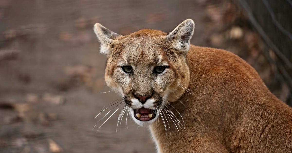 Mountain Lion Found Playing With Pet Dog in Home Video Men s