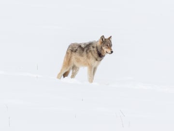 Man Charged With Hitting Wolf With Snowmobile, Bringing It to Local… 