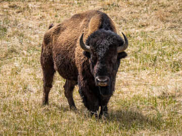 Visitor Gored by Bison at Yellowstone National… 