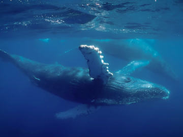 Blue Whale Songs Are Disappearing Off California’s Coast—And Scientists Are… 
