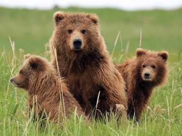Bears Escape Wildlife Park in Search of Predictable… 