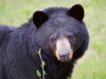 Seasoned Hiker Dies After Bear Pushes Him Into… 
