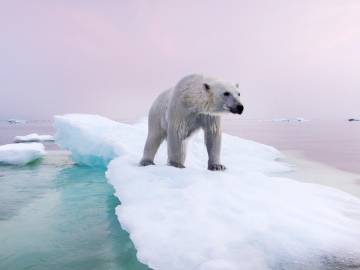 Wildlife Populations Have Plummeted an 