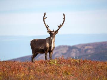 Beloved Community Reindeer Dies After Mysterious… 