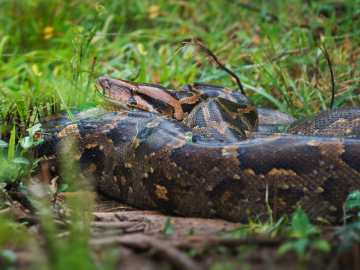 Authorities Make Gruesome Find in Mouth of 23-Foot… 