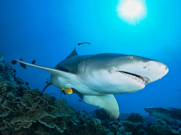 Experts Warn Influencer Behavior May Be Leading to More Shark… 