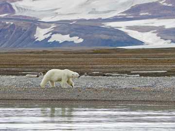 Video Shows Man Narrowly Escaping Polar Bear Attack… 