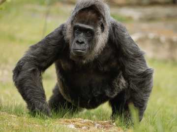 Could 100 Men Beat a Gorilla? Experts Break Down the Viral… 