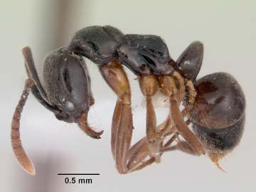 Venomous Ant With Possibly Fatal Sting Spreads in United… 
