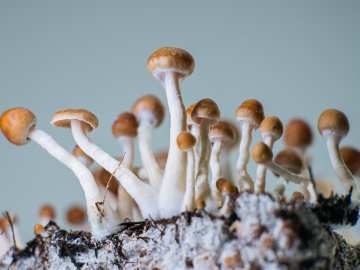 Ancient Culture Used Hallucinogens as Control Device, Study Claims… 