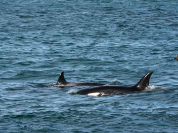 Pulse-Pounding Video Catches Latest Orca Attack on Luxury Yacht… 