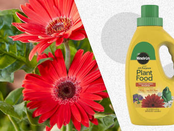 Miracle-Gro Plant Food Is 72% Off at Walmart Right Now, and Shoppers Say It Makes Their Gardens 