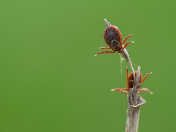 A Fatal Tick Bite Caused a Man’s Brain to ‘Blow… 