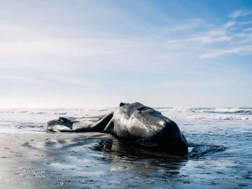 Archaeolgists Make Surprising Discovery About Ice Age Hunting… 