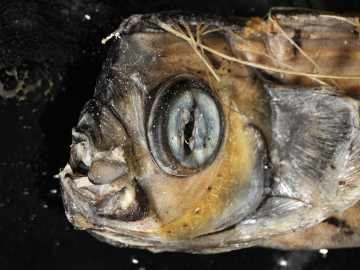 Giant ‘Doomsday’ Fish Washes Up on Popular Beach in… 