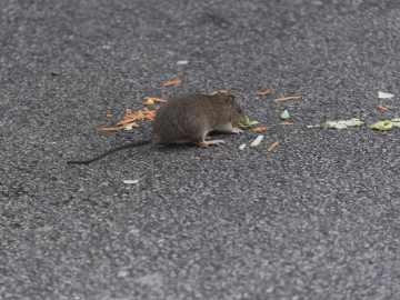 Local Restaurant Gets Shut Down Third Time for Rodent… 