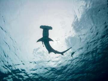 A Hammerhead Shark Literally Dropped From the… 