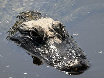 A 9-Foot Alligator Walked Past a Texas Restaurant. The Photos Are… 