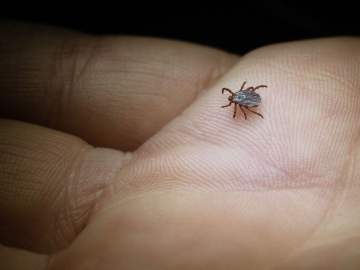 Scientists Sound Alarm on New Tick Behavior That Puts More People in… 